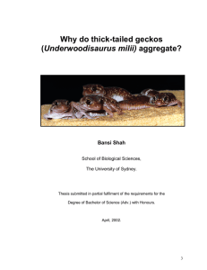 Why do thick-tailed geckos (Underwoodisaurus milii)