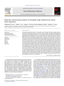 Molecular and functional analysis of Drosophila single