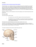Brain Anatomy Overview