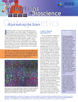 Illuminating the Brain - Federation of American Societies for