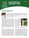Canine Hemangiosarcoma - Southwest Veterinary Oncology