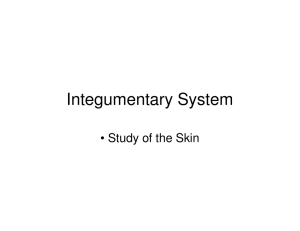 Integumentary System