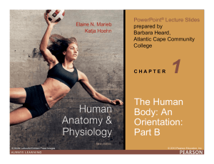 An Orientation to the Human Body (Part B)