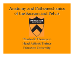 Anatomy and Pathomechanics of the Sacrum and Pelvis