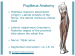 Popliteus Anatomy