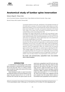 Anatomical study of lumbar spine innervation