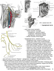 - pure motor nerve (somatic) - “fixator muscles” of tongue