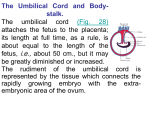 The Umbilical Cord and Body- stalk. The umbilical cord (Fig. 28