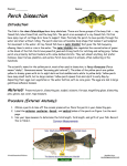 Perch Dissection