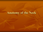 Anatomy of the Neck