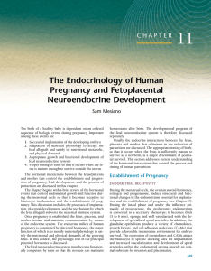 11 The Endocrinology of Human Pregnancy and Fetoplacental Neuroendocrine Development