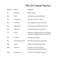 The 12 Cranial Nerves - Moebius Syndrome Foundation