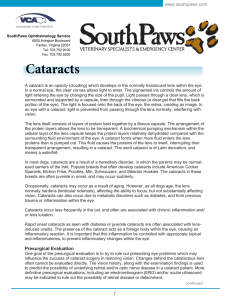 Cataracts - VCA Specialty Animal Hospitals