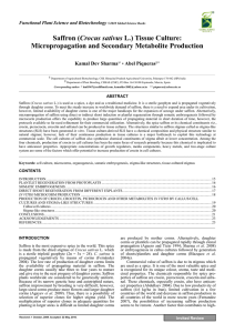 Saffron (Crocus sativus L.) Tissue Culture