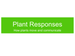 Plant Responses How plants move and communicate