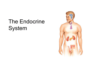 The Endocrine System