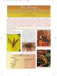 Bee Stings – Immunology, Allergy, and Treatment (Marterre)