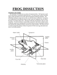 frog dissection - philipdarrenjones.com