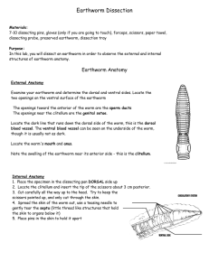 Earthworm Dissection