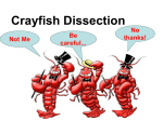 Crayfish Dissection Guide