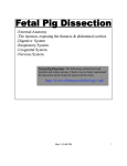 Fetal Pig Dissection