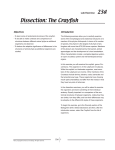 Dissection: The Crayfish - f