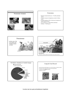 Protostomes