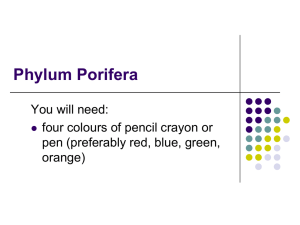 Phylum Porifera - Mr.Nolan`s Science Class`s