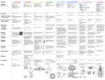 Animal Phylum poster Porifera