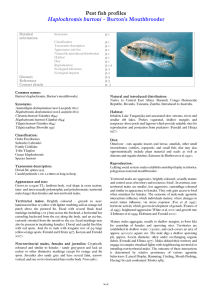 Haplochromis burtoni – Burton`s Mouthbrooder
