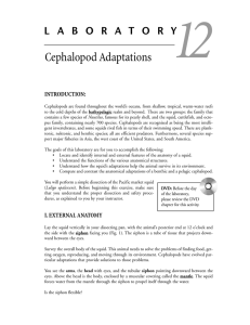 Cephalopod Adaptations