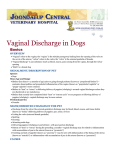 Vaginal Discharge in Dogs - Joondalup Vet