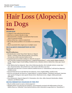 Hair Loss (Alopecia) in Dogs