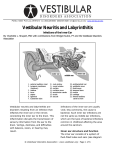 Vestibular Neuritis and Labyrinthitis