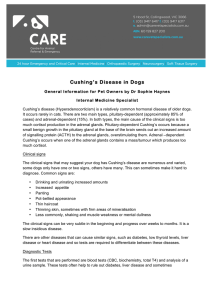 Cushing`s Disease in Dogs