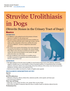 Struvite Urolithiasis in Dogs