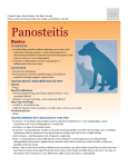 Panosteitis - Milliken Animal Clinic