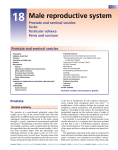 18 Male reproductive system Prostate and seminal vesicles Testis