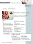 Canine Babesiosis