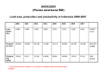 AVOCADO (Persea americana Mill) - Prof. Ir. Sumeru Ashari, M.Agr