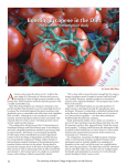 A Boosting Lycopene in the Diet The tomato consumption study by Susan McGinley