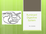 Ruminant Digestive System