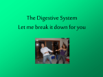 The Digestive System Let me break it down for you