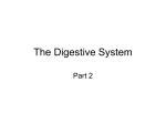 Digestive System Lecture 2