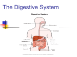 The Digestive System