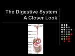 The Endocrine System