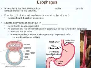 Esophagus