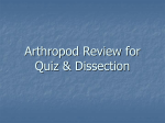 Arthropod Review for Quiz & Dissection