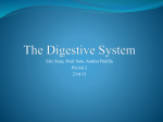 The Digestive System - Downey Unified School District