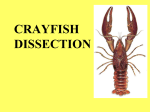 CRAYFISH DISSECTION